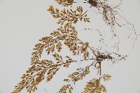 薄葉鐵角蕨藏品圖，第3張
