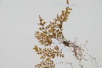 薄葉鐵角蕨藏品圖，第4張