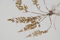 薄葉鐵角蕨藏品圖，第3張