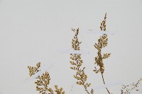 薄葉鐵角蕨藏品圖，第4張