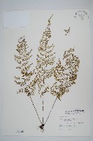 薄葉鐵角蕨藏品圖，第1張