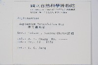 薄葉鐵角蕨藏品圖，第2張