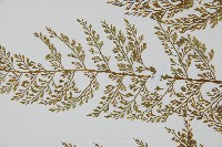 薄葉鐵角蕨藏品圖，第3張