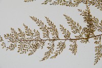 薄葉鐵角蕨藏品圖，第4張