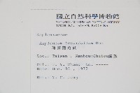 薄葉鐵角蕨藏品圖，第2張