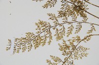 薄葉鐵角蕨藏品圖，第3張