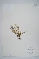薄葉鐵角蕨藏品圖，第1張