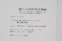 薄葉鐵角蕨藏品圖，第2張