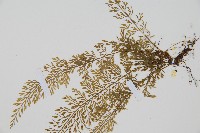 薄葉鐵角蕨藏品圖，第3張
