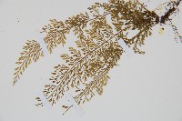 薄葉鐵角蕨藏品圖，第4張