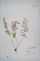 薄葉鐵角蕨藏品圖，第1張