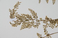 薄葉鐵角蕨藏品圖，第3張