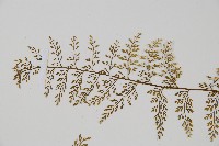 薄葉鐵角蕨藏品圖，第4張