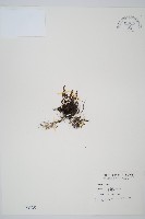 鐵角蕨藏品圖，第1張