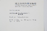 鐵角蕨藏品圖，第2張