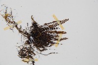 鐵角蕨藏品圖，第3張