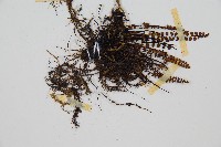 鐵角蕨藏品圖，第4張