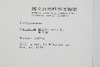 三翅鐵角蕨藏品圖，第2張