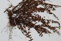 三翅鐵角蕨藏品圖，第3張