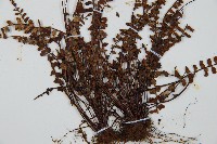 三翅鐵角蕨藏品圖，第4張