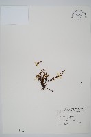 鐵角蕨藏品圖，第1張