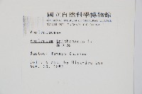 鐵角蕨藏品圖，第2張