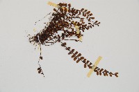 鐵角蕨藏品圖，第3張