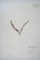 鐵角蕨藏品圖，第1張