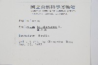 鐵角蕨藏品圖，第2張