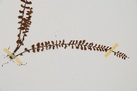 鐵角蕨藏品圖，第3張