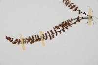 鐵角蕨藏品圖，第4張