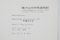 單邊鐵角蕨藏品圖，第2張