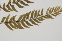 單邊鐵角蕨藏品圖，第3張