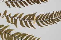 單邊鐵角蕨藏品圖，第4張