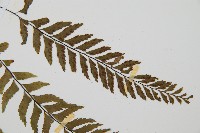 單邊鐵角蕨藏品圖，第5張