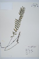 單邊鐵角蕨藏品圖，第1張