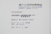 單邊鐵角蕨藏品圖，第2張