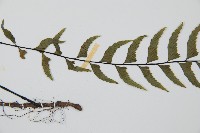 單邊鐵角蕨藏品圖，第4張