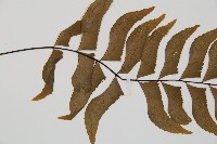 單邊鐵角蕨藏品圖，第4張