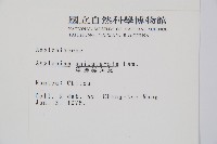 單邊鐵角蕨藏品圖，第2張