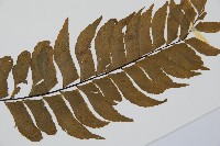 單邊鐵角蕨藏品圖，第3張