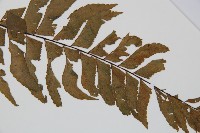 單邊鐵角蕨藏品圖，第4張