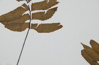 單邊鐵角蕨藏品圖，第5張