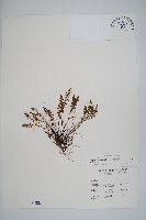 小葉鐵角蕨藏品圖，第1張