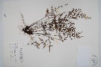 威氏鐵角蕨藏品圖，第1張