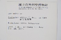 威氏鐵角蕨藏品圖，第2張