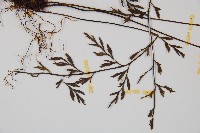 威氏鐵角蕨藏品圖，第3張