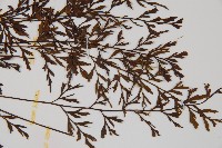 威氏鐵角蕨藏品圖，第4張