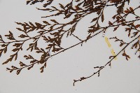 威氏鐵角蕨藏品圖，第5張