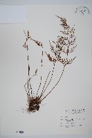 威氏鐵角蕨藏品圖，第1張